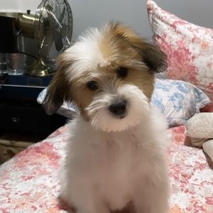 Meet your Posher, Louis